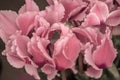 Vintage look of blossoming pink color cyclamen