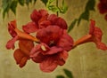 Vintage Looking Red Trumpet Vine Royalty Free Stock Photo