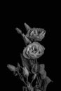 Vintage low key monochrome white showy prairie gentian bouquet macro, painting style fine art still life of blooms, buds, stem, le