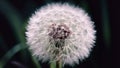 Vintage macro of dandelion flower, soft extreme close up, abstract Royalty Free Stock Photo