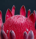 Vintage macro of a red glowing protea blossom on black background