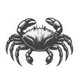 Vintage Mangrove Crab Top View Engraved Creature Vector Illustration. Royalty Free Stock Photo