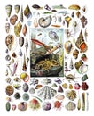 Vintage many different color Shells fosil collection hand drawn / Antique engraved illustration from from La Rousse XX Sciele Royalty Free Stock Photo
