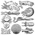 Vintage Marine Life Collection Royalty Free Stock Photo