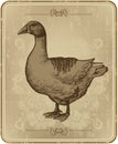 Vintage menu with goose, hand-drawing. Vector illu