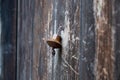 Vintage metal iron door handle on an old door made of natural wood. Horizontal orientation, selective focus. Doorknocker Royalty Free Stock Photo