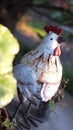 Vintage Metal white Rooster Decorative for your garden