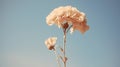 Vintage Minimalism: Pale Pink Flower Against A Blue Sky Royalty Free Stock Photo