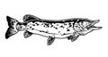 Vintage monochrome concept of pike fish Royalty Free Stock Photo