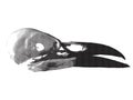 Vintage monochrome engraving style illustration of a crow skull with open beak on a white background