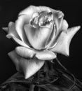 Vintage monochrome rose blossom in a vase