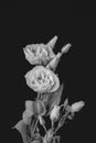 Vintage monochrome white showy prairie gentian bouquet macro, painting style fine art still life