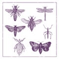 Vintage Moth, Dragonfly, Mantis and Stick Insect Collection Duotone on White background Royalty Free Stock Photo