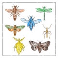 Vintage Moth, Dragonfly, Mantis and Stick Insect Collection on White background
