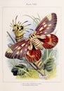 Vintage Moth illustration