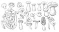 Vintage mushrooms. Botanical nature fungi. Different boletus, porcini and shiitake. Various champignons, agaric and