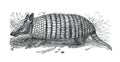 Vintage naked-tailed armadillos Dasypus sexinctus or setosus, also known as the Dasypus novemcintus. wild animal. hand drawn ill