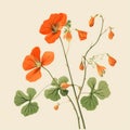 Vintage Nasturtium: Charming Orange Geranium Illustration On Song Dynasty-inspired Poster