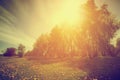 Vintage nature. Spring sunny park, trees and dandelions