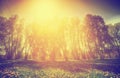 Vintage nature. Spring sunny park, trees and dandelions