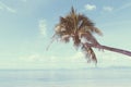 Vintage nostalgic stylized palm tree on tropical shore