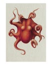 Vintage octopus illustration wall art print and poster. Remix from original painting by Carl Chun