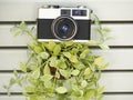 Vintage old camera with lvy on the wall wooden Royalty Free Stock Photo