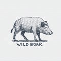 Vintage old logo or badge, label engraved and old hand drawn style wild boar, pig Royalty Free Stock Photo