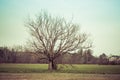 vintage old picture with alone tree Royalty Free Stock Photo
