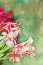 Vintage oleander illustration Royalty Free Stock Photo