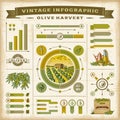 Vintage olive harvest infographic set