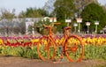 Orange bicycle at the Tulip field in Windmill island gardens in Holland Michigan Royalty Free Stock Photo