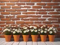 vintage orange brick wall decorated with white daisy in small pots for background. Royalty Free Stock Photo