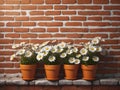 vintage orange brick wall decorated with white daisy in small pots for background. Royalty Free Stock Photo