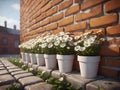 vintage orange brick wall decorated with white daisy in small pots for background. Royalty Free Stock Photo