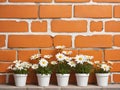 vintage orange brick wall decorated with white daisy in small pots for background. Royalty Free Stock Photo