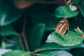 Vintage orange color butterfly sitting on green leaves, beautiful insect in the nature habitat, wildlife, with copy space. Royalty Free Stock Photo