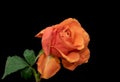 Vintage orange pink aged rose blossom on black background