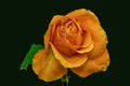 Vintage orange yellow aged rose blossom on dark green background