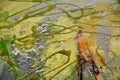 Paint green gold orange brush strokes, organic textile hypnotic background Royalty Free Stock Photo