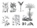 Vintage palm collection. botany plants. hand drawn plant illustration. hand drawn floral and organic plant set. canna indica, musc Royalty Free Stock Photo