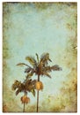 Vintage Palm Postcard