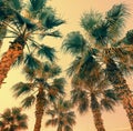 Vintage palm trees against orange sunset sky Royalty Free Stock Photo