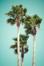 Vintage palm trees at tropical coast Royalty Free Stock Photo