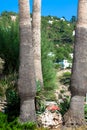 Vintage palm trees at tropical coast Royalty Free Stock Photo