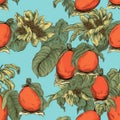 Vintage Papaya Drawing With Contrasting Color Border