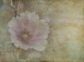 Vintage paper of beautiful pink wild flower Royalty Free Stock Photo