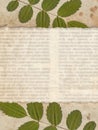 Vintage paper with dry plant on the old newspaper texture Royalty Free Stock Photo