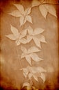 Vintage paper with grape leaves Royalty Free Stock Photo