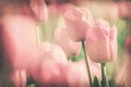 Vintage paper texture, Sweet pink tulip in garden.